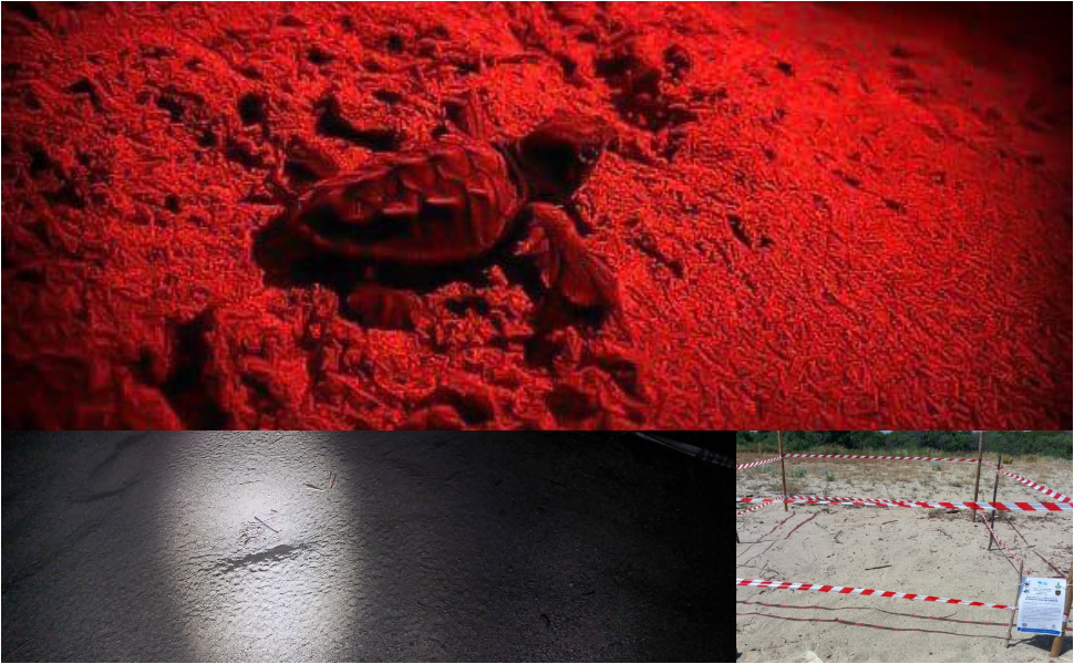 Caretta Caretta Sibari