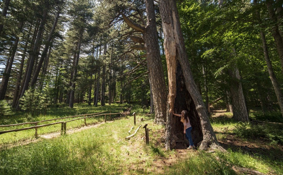 Giganti della Sila (CS)_Foto Studio Larus, 2019 © FAI - Fondo per l'Ambiente Italiano