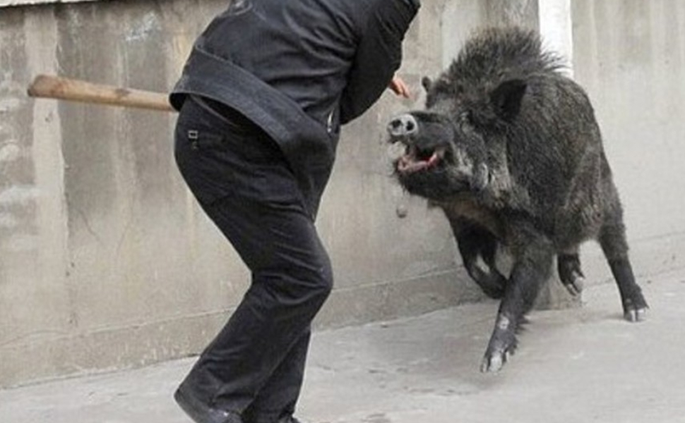 aggredito-cinghiale