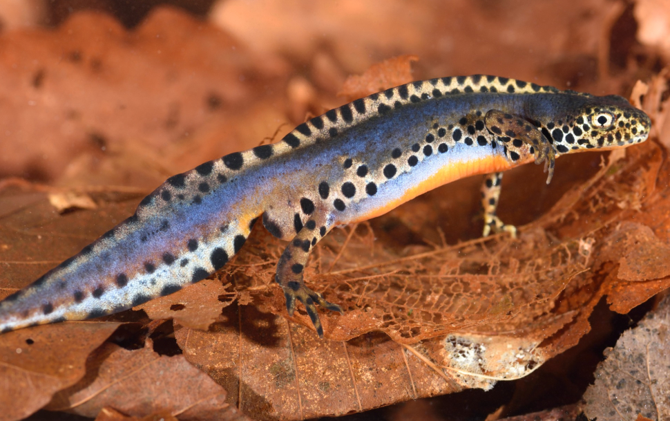 tritone-alpestre-calabro