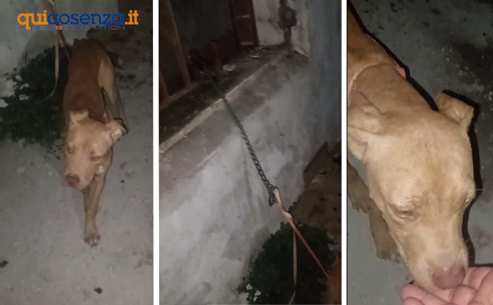 cosenza cucciolo legato hotel centrale