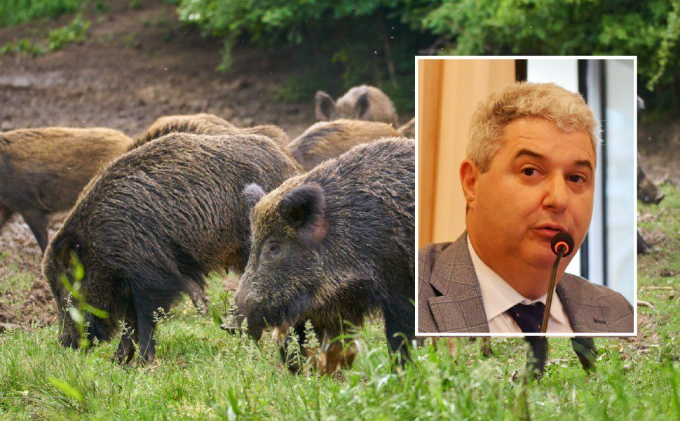 emergenza cinghiali corigliano rossano smurra