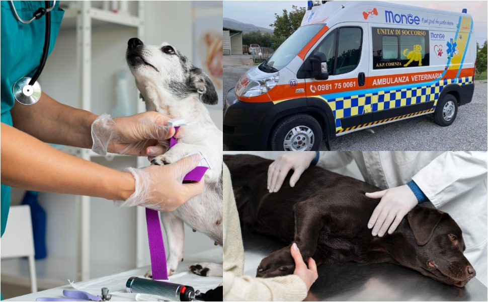 Pronto Soccorso Veterinario Cosenza