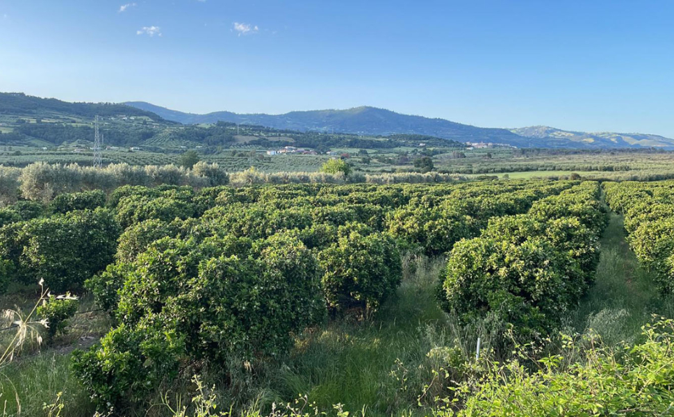 agrumeti calabria