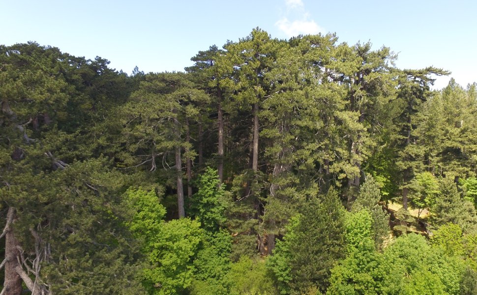 Giganti della Sila FAI 03