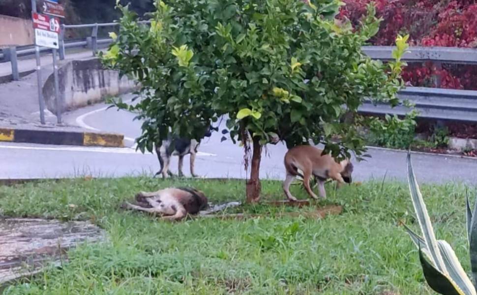 avvelenamento cani falerna lamezia