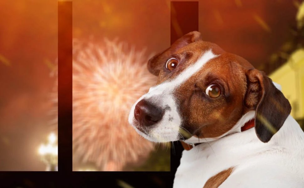 botti capodanno cani gatti