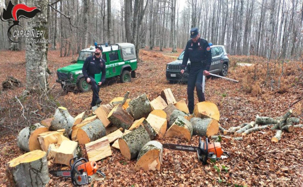 taglio alberi sila carabinieri forestali