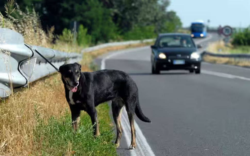 Cane abbandonato strada
