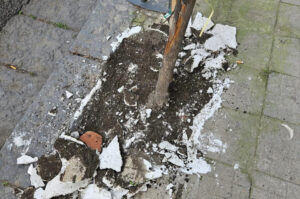 Cemento alberi Cosenza