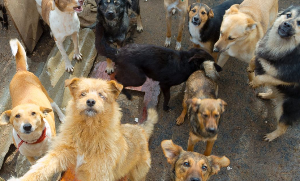 Randagismo-caos-legge-regionale