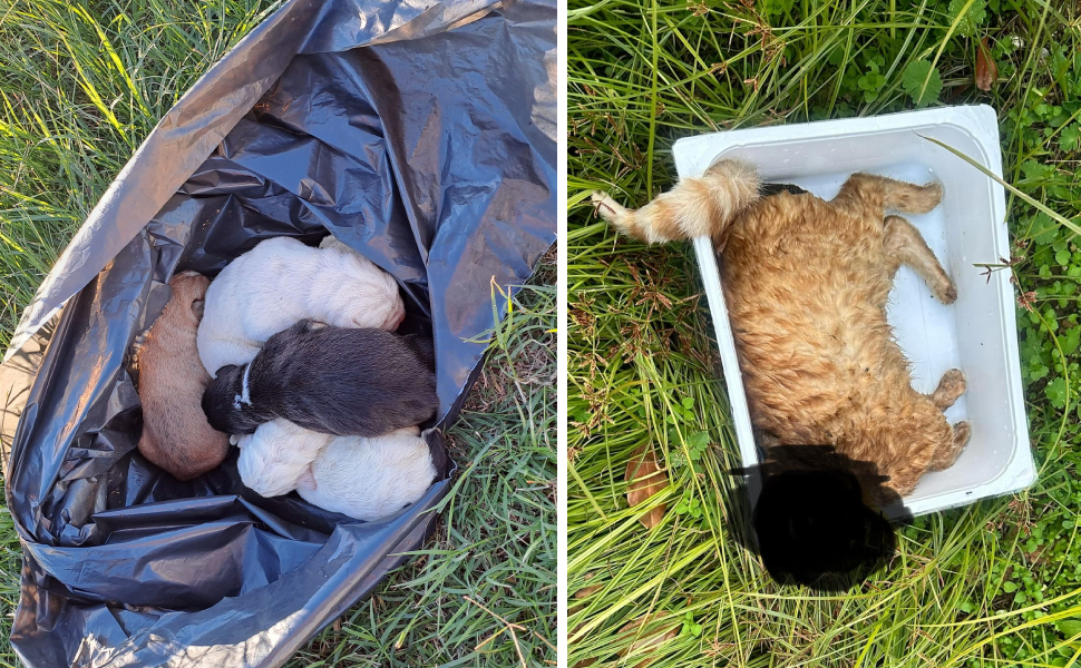 cani gatti crudeltà