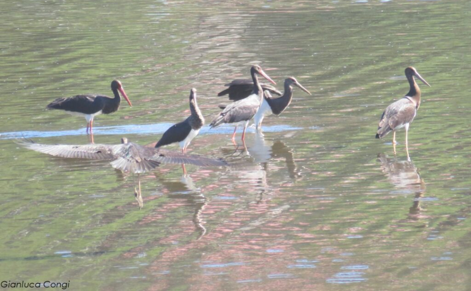 cicogna nera