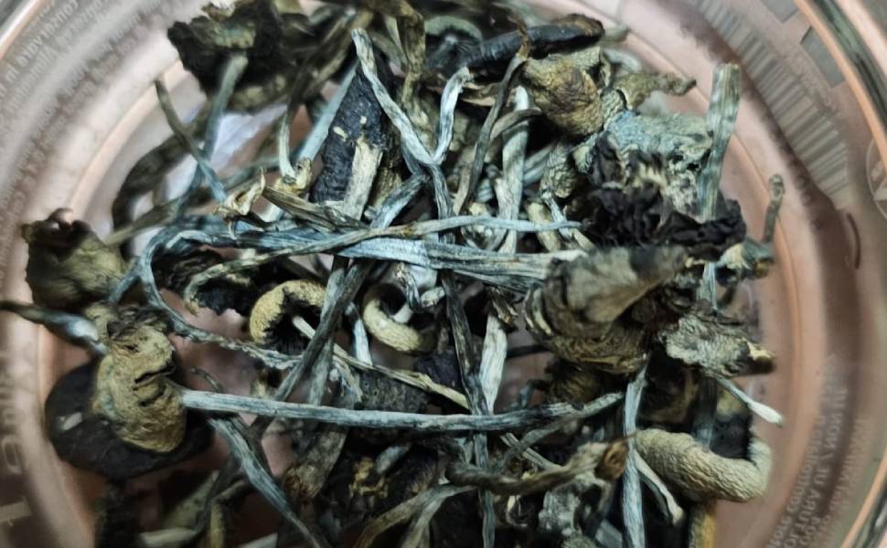 funghi allucinogeni camigliatello