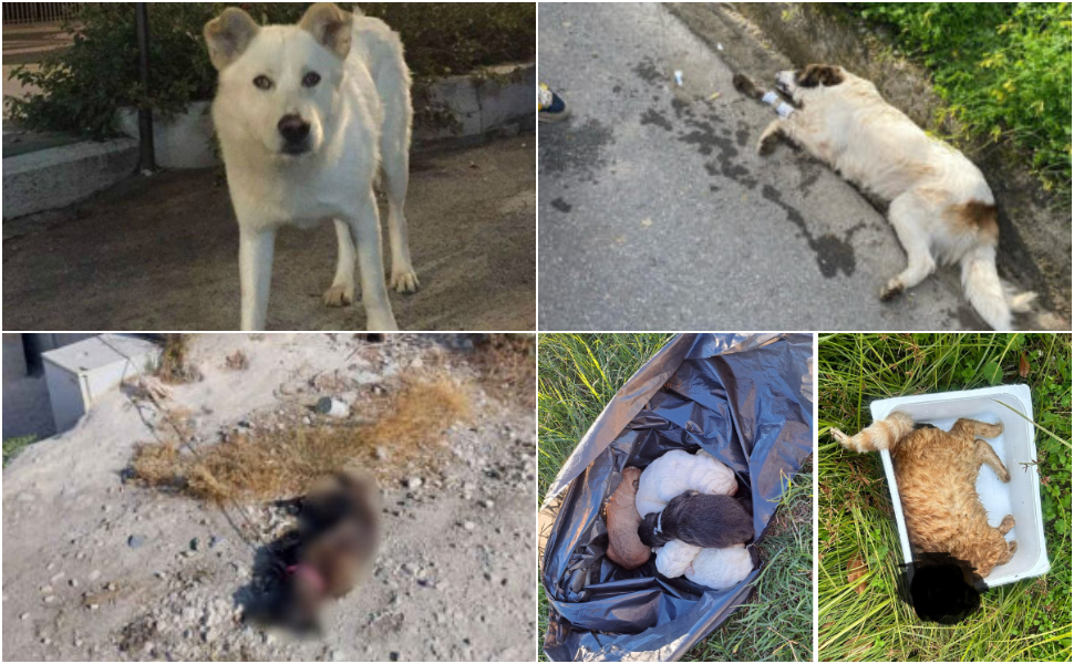 Cani-maltrattati-e-uccis