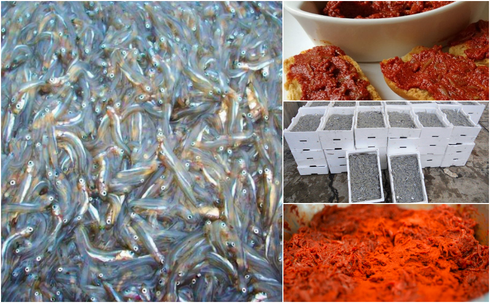 Sardella nannata bianchetto