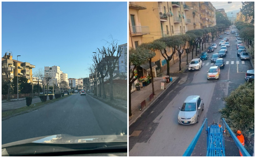 alberi-potatura-cosenza