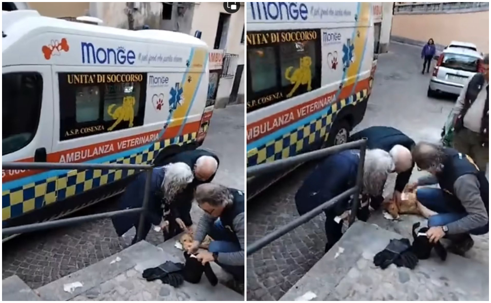 cane-agonizzante-corigliano