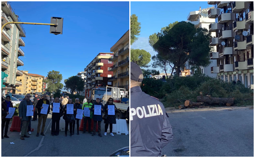 taglio-alberi-a-Rende