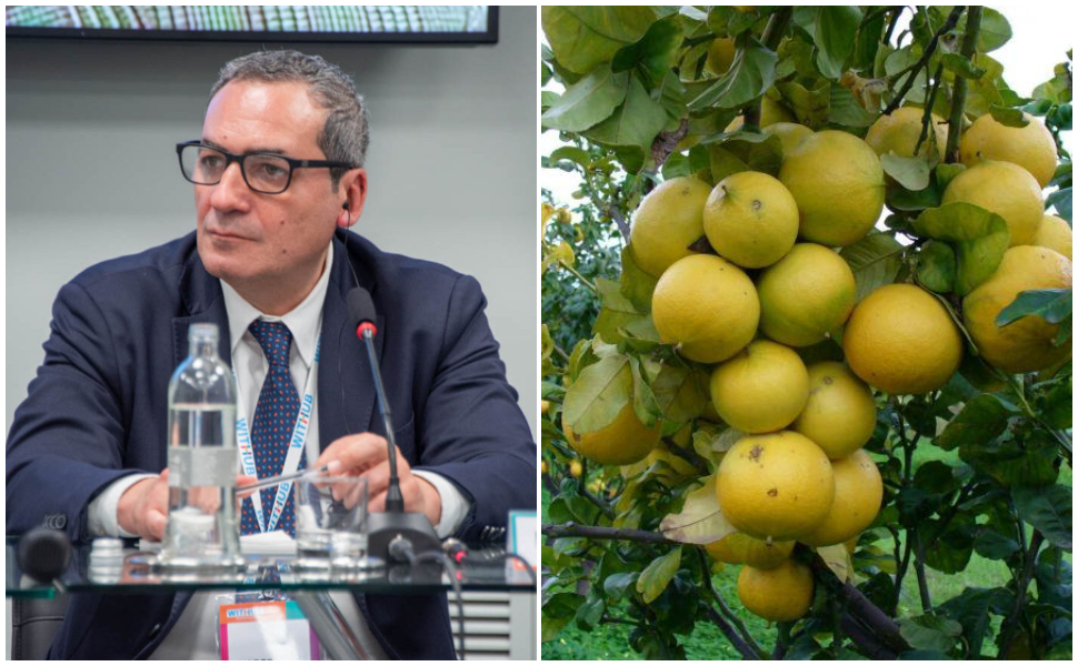 Marco-Cerreto_bergamotto