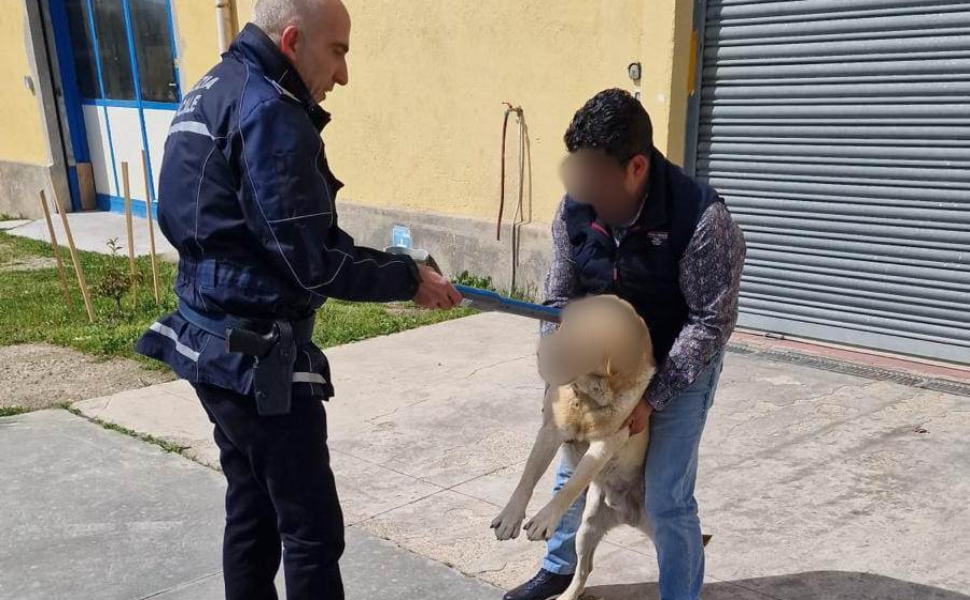 foto cane controllo microchip