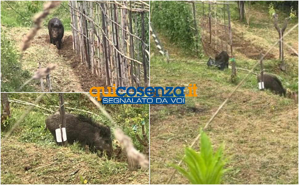 Cosenza-cinghiali_allarme residenti