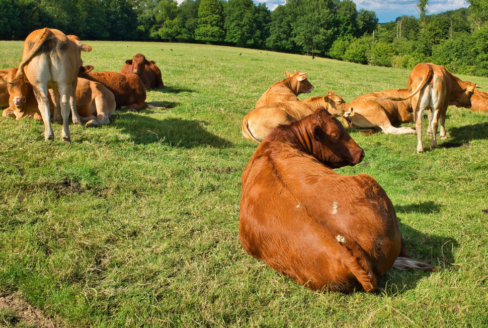 Bovini vacche Verbicaro