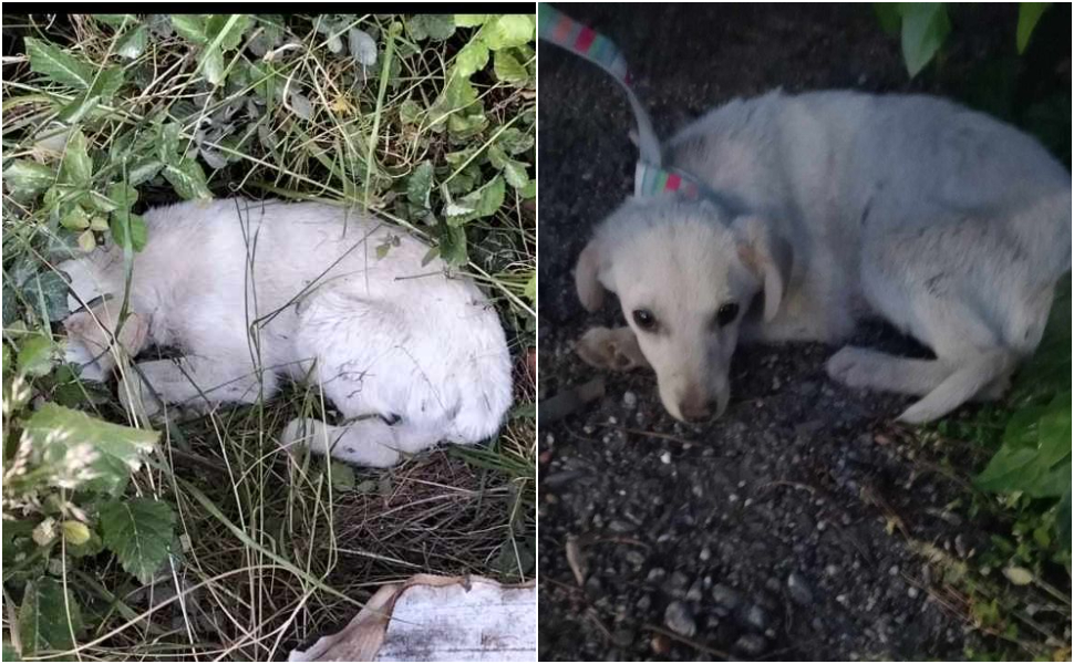 randagismo-corigliano-rossano.