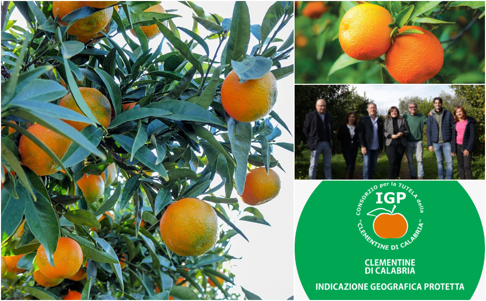 Clementine di Calabria IGP