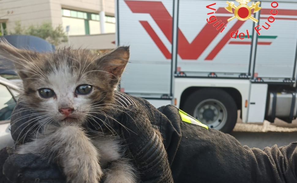 gattino vigili fuoco rende