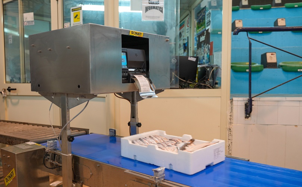 mercato ittico corigliano asta elettronica 03