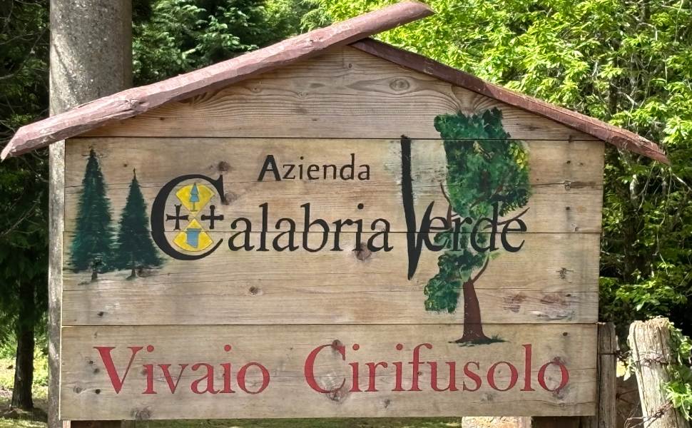 vivaio cirisufolo fagnano castello calabria verde