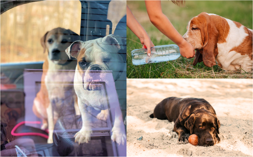 Cane colpi di calore caldo