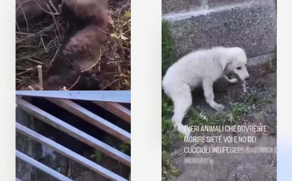 cani-avvelenati-Aprigliano-1