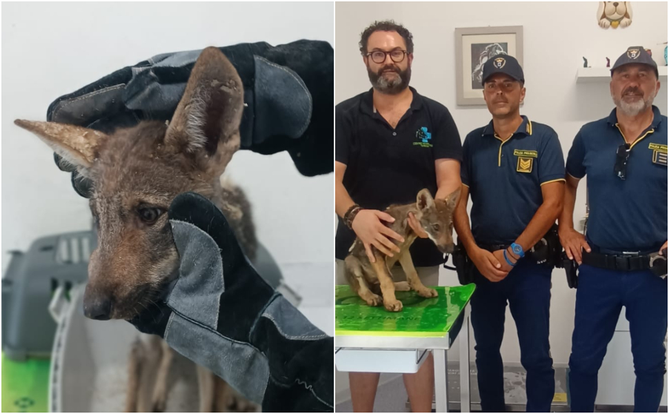 Cucciolo di Lupo salvato