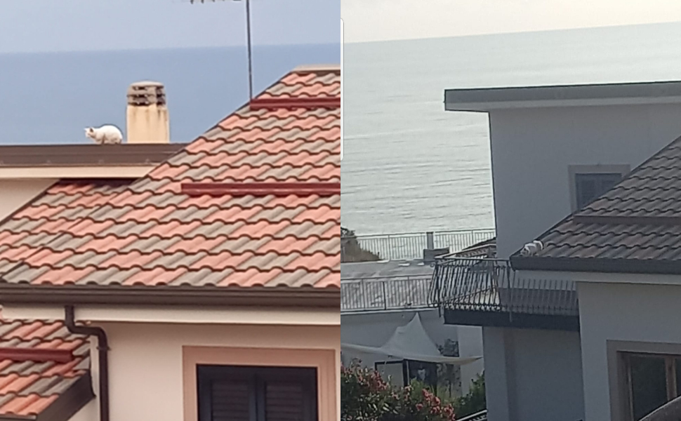 gatto-bloccato-su-tetto-san-lucido