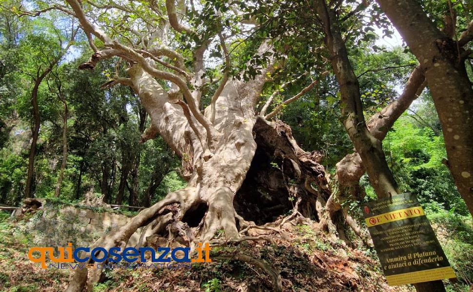 Platano di Curinga