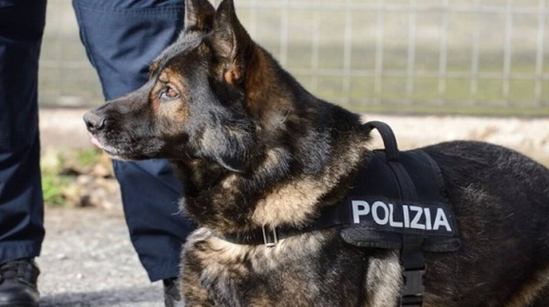 cane-poliziotto-