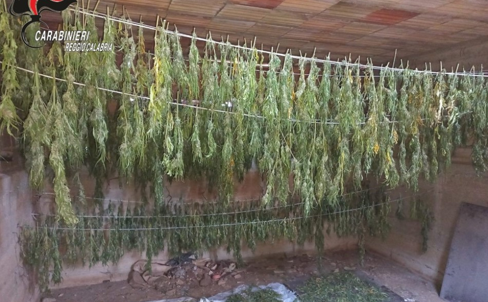 piante-cannabis-essiccazione