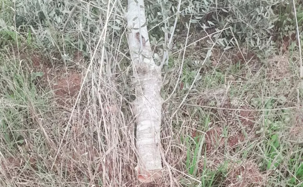 piante-ulivo-tagliato-vicesindaco-aieta.j