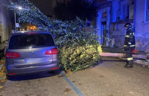albero auto Cosenza vigili del fuoco