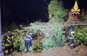 vigili del fuoco alberi