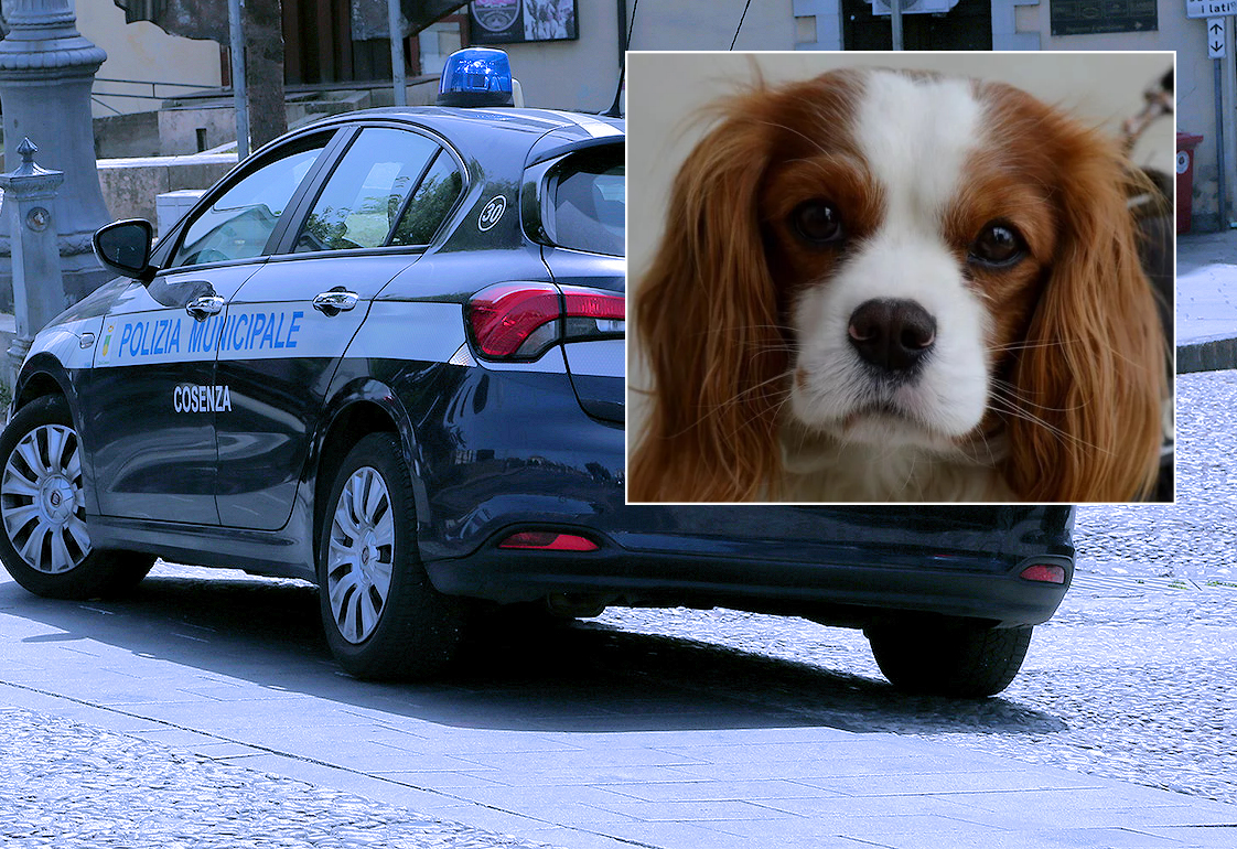 Cosenza cane aggredito