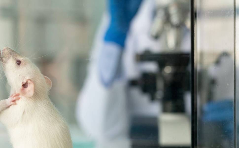 Cavie laboratorio