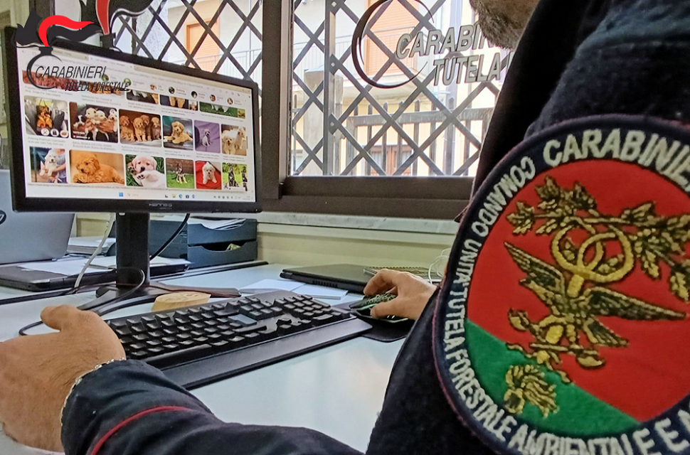 Cuccioli cane vendita carabinieri forestale