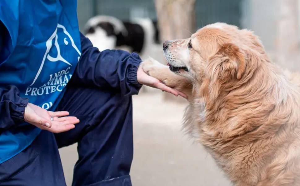 campagna di identificazione canina