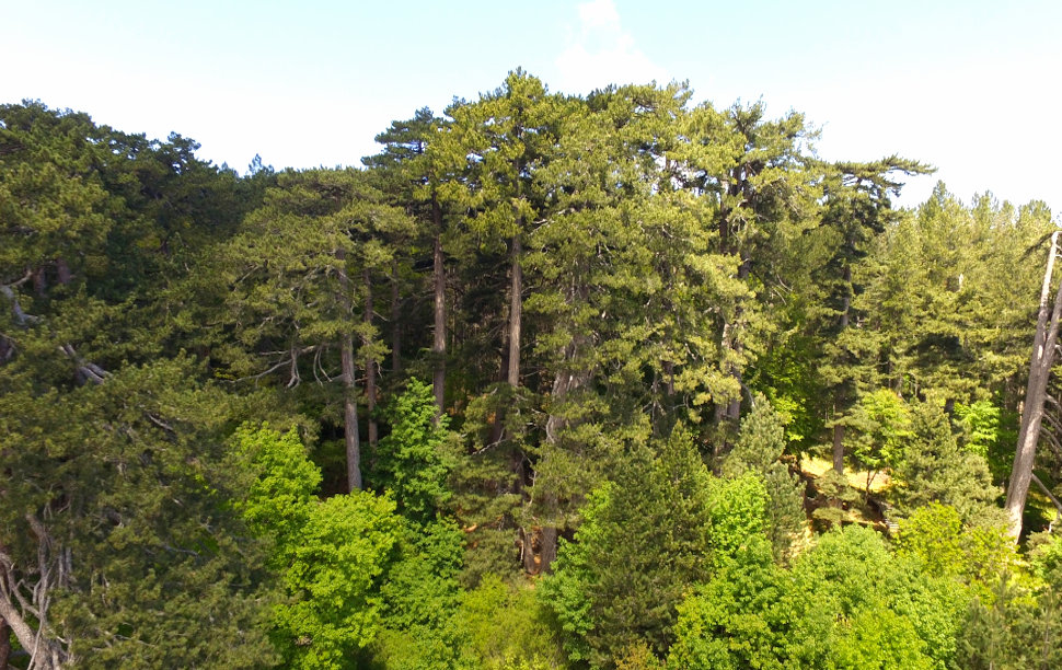 Casino Mollo giganti Sila Bosco