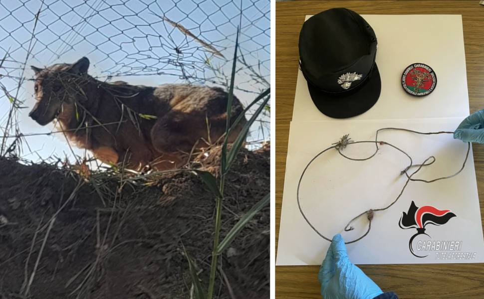 lupo carabinieri forestali