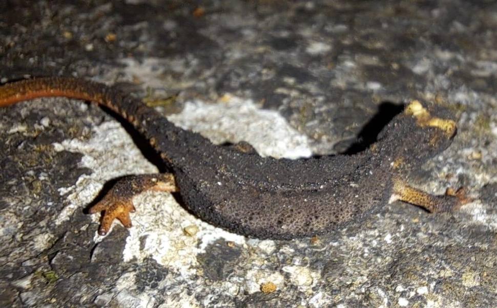 salamandrina occhiali orsomarso 01