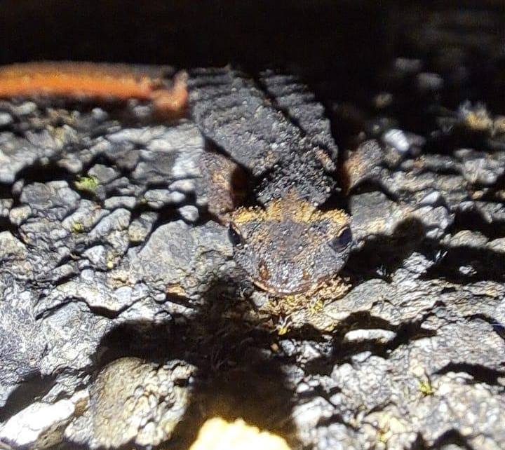 salamandrina occhiali orsomarso 02